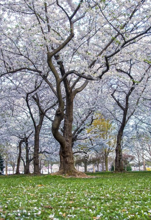 cherry blossoms washington