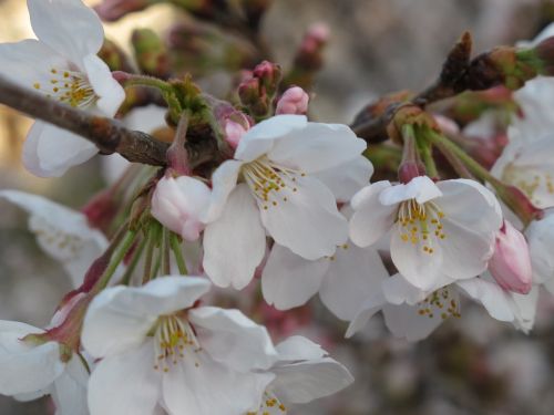 cherry petal flowering