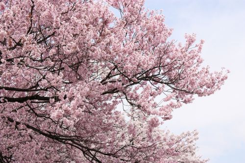 cherry pink spring