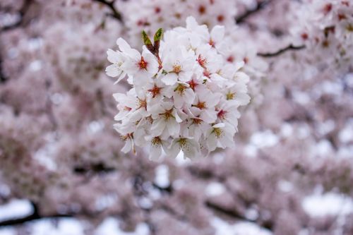 cherry spring in full bloom