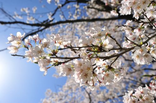 cherry spring sky