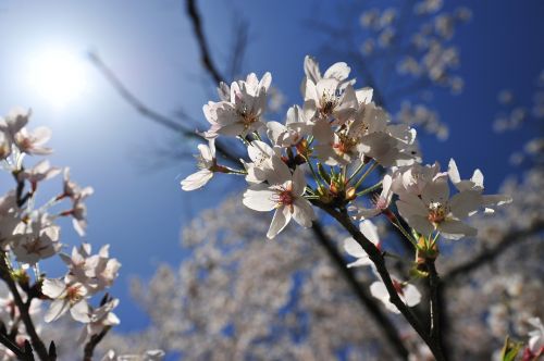 cherry spring blue sky