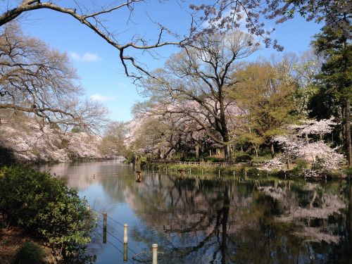 cherry flowers spring