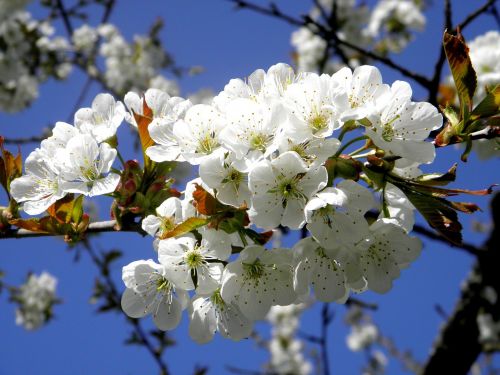 cherry blossom bloom