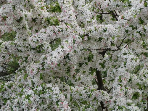 cherry flowers spring