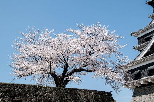 cherry spring in japan cherry tree