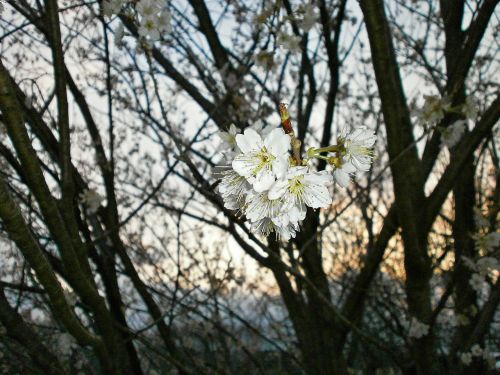 cherry cherry tree cherry blossoms