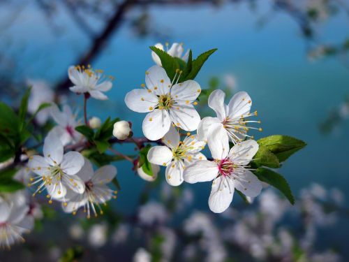 cherry spring nature