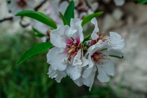 cherry flower flora