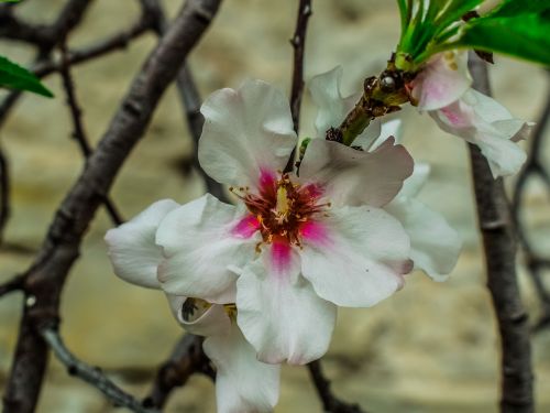 cherry flower flora