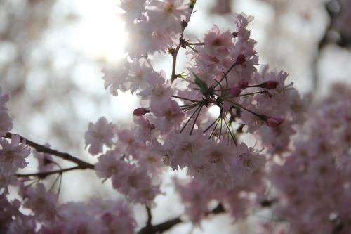 cherry flower tree