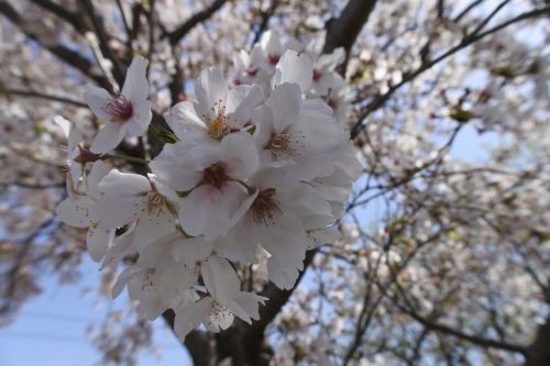 cherry spring flowers spring