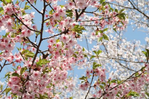 cherry wood flowers