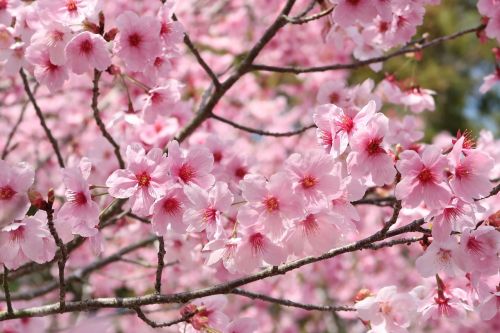 cherry flowers branch