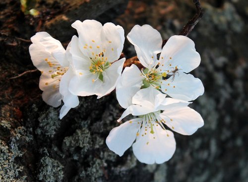 cherry  sad  flowering trees