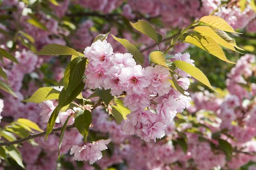 cherry  tree  flower