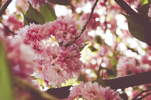 cherry  tree  spring