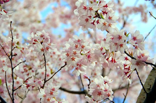 cherry  flowers  branch
