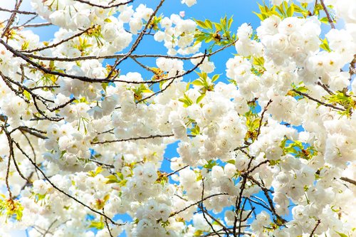 cherry  flower  sky