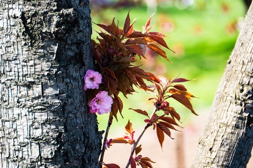 cherry  spring  tree