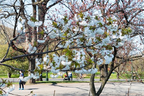 cherry  white  spring