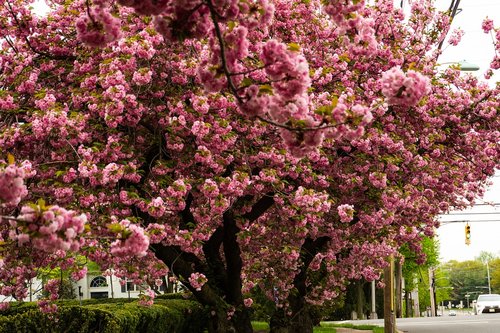 cherry  blossom  flower