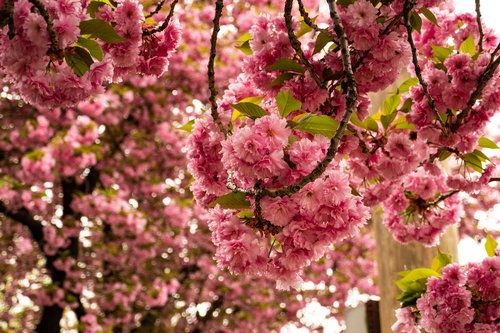 cherry  blossom  flower