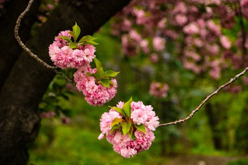 cherry  spring  pink
