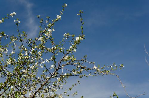 cherry bloom white