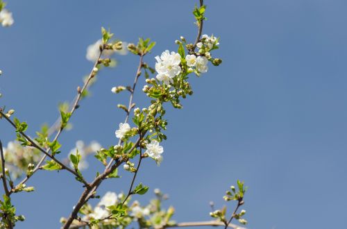 cherry flower leaves