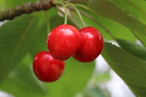 cherry  leaves  green