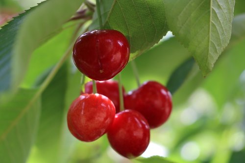 cherry  leaves  green