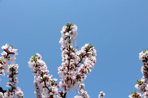 cherry  bloom  cherry blossoms