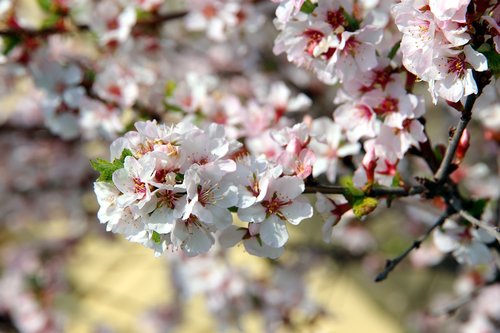 cherry  bloom  cherry blossoms