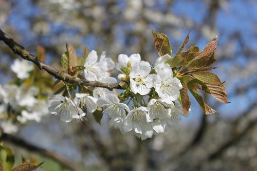 cherry  branch  cherry blossom