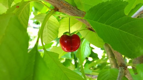 cherry  sweet cherry  stone fruit