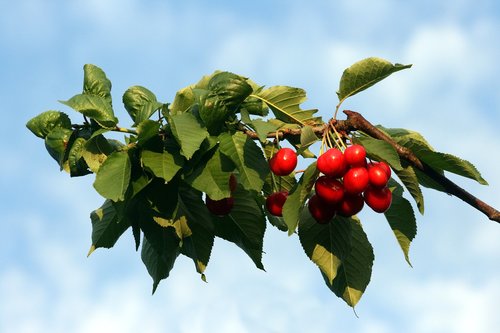 cherry  fruit  red