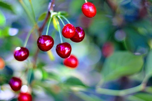 cherry  cherries  closeup