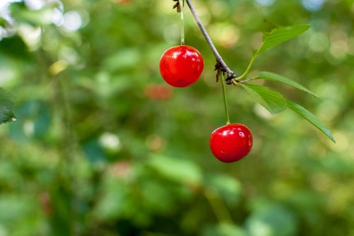 cherry  red  red fruits