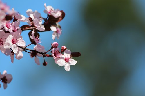 cherry  blossom  tree