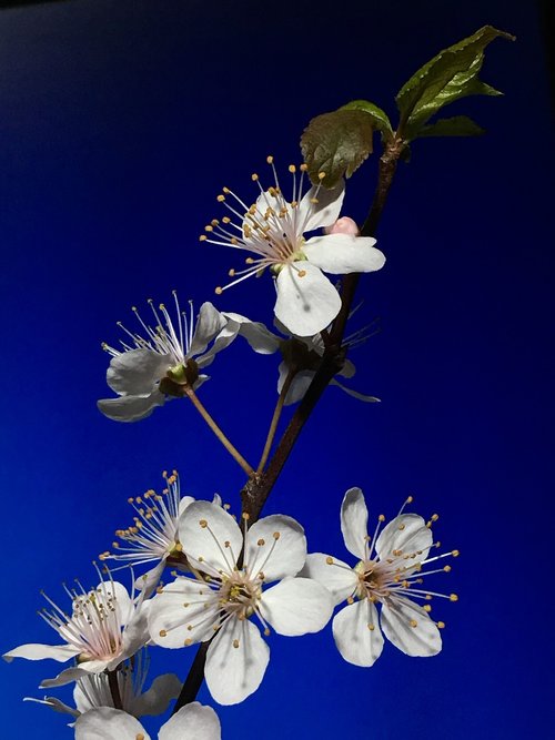 cherry  white flowers  white