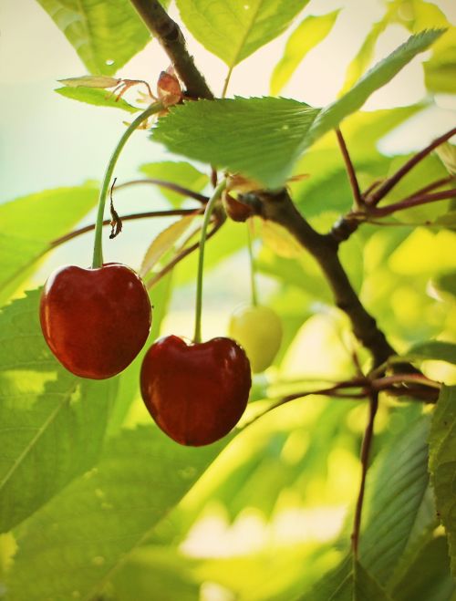 cherry cherries sweet cherries