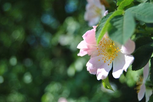 cherry  flower  spring