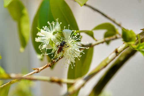 cherry  bud  spring