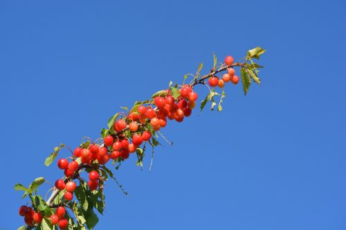 cherry air fruit