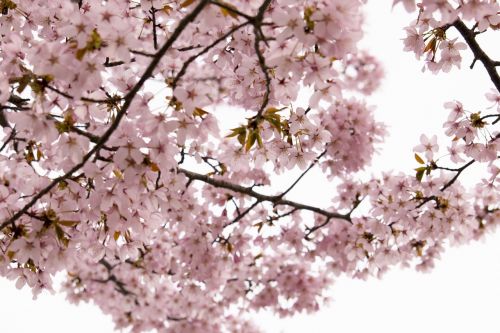 cherry wild cherry flowers