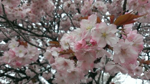 cherry spring wild cherry