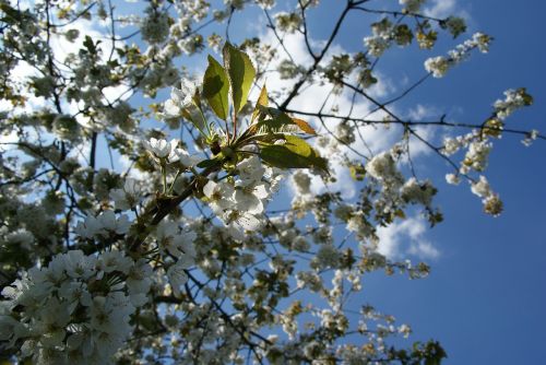 cherry flowers tree