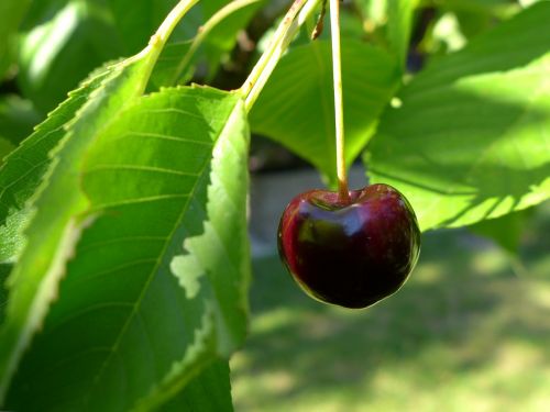 cherry pome fruit fruit