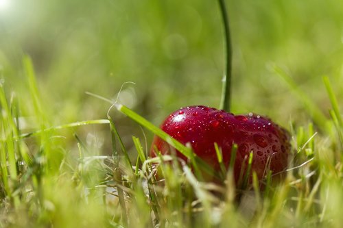 cherry  grass  drop of water